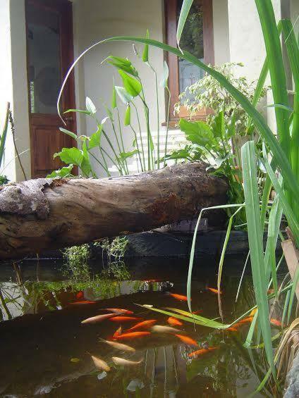 Little Forest Guest House جوهانسبورغ المظهر الخارجي الصورة